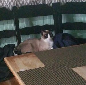 🔥My Closet Rules & Info🔥